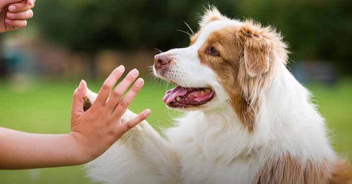 Khả Năng Thích Ứng Với Con Người Và Gia Đình