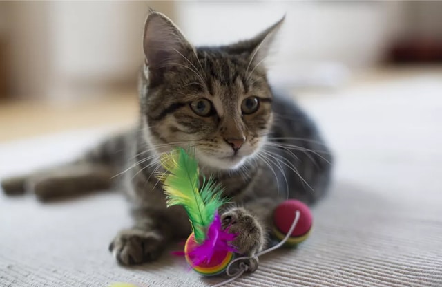 Lợi Ích Của Đồ Chơi Đối Với Mèo