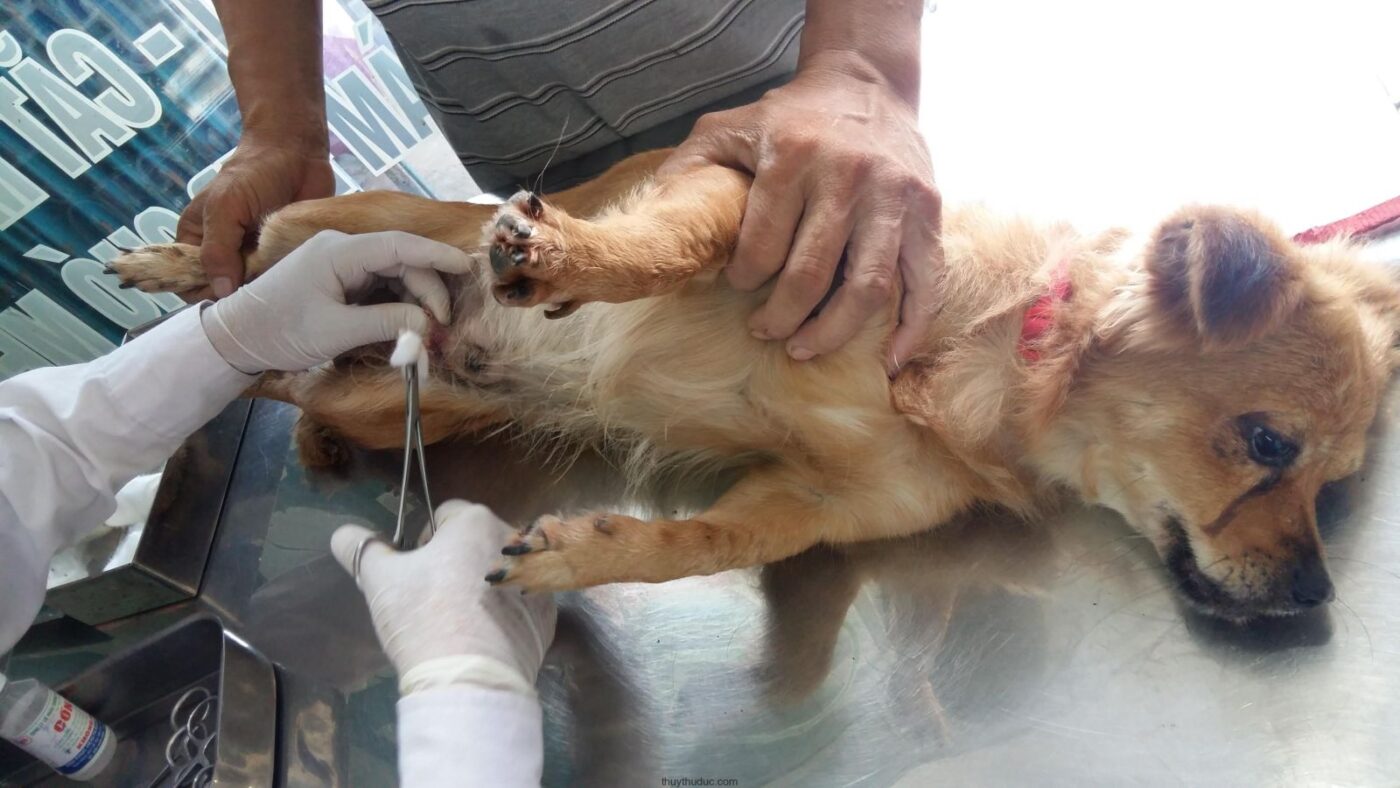 Lý Do Cần Thiến và Triệt Sản Cho Chó