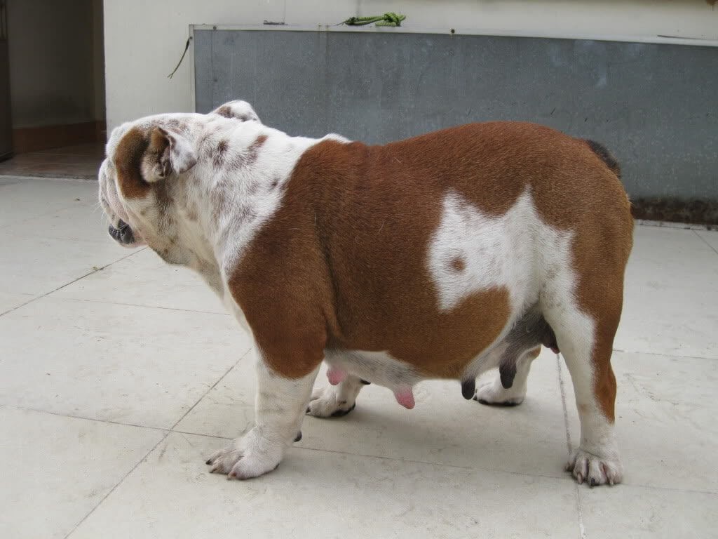 Nguyên nhân gây ra tình trạng chó khó đẻ