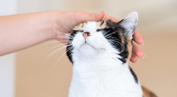 Những Lưu Ý Để Xây Dựng Tình Cảm Với Mèo