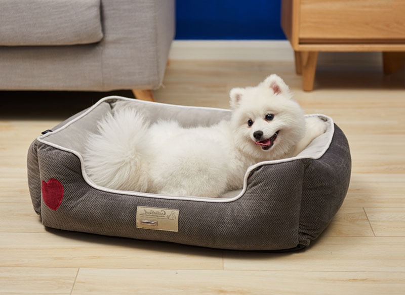 Những Lưu Ý Khi Nuôi Chó Lần Đầu