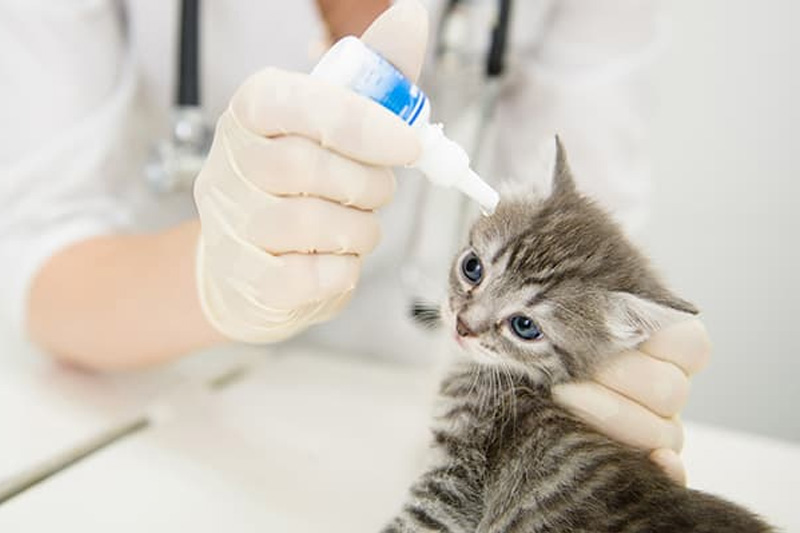 Những lưu ý khi chọn thuốc nhỏ mắt cho mèo