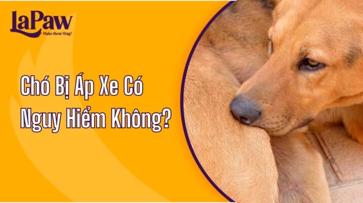Chó Bị Áp Xe Có Nguy Hiểm Không?