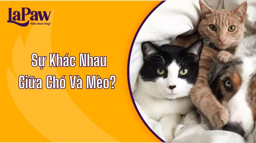 Sự Khác Nhau Giữa Chó Và Mèo?