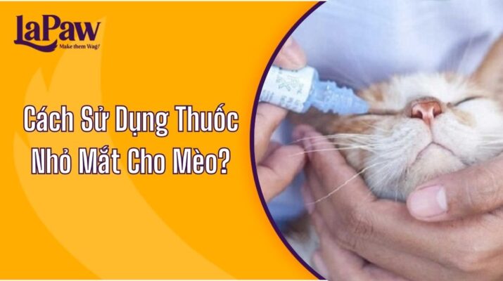 Cách Sử Dụng Thuốc Nhỏ Mắt Cho Mèo?
