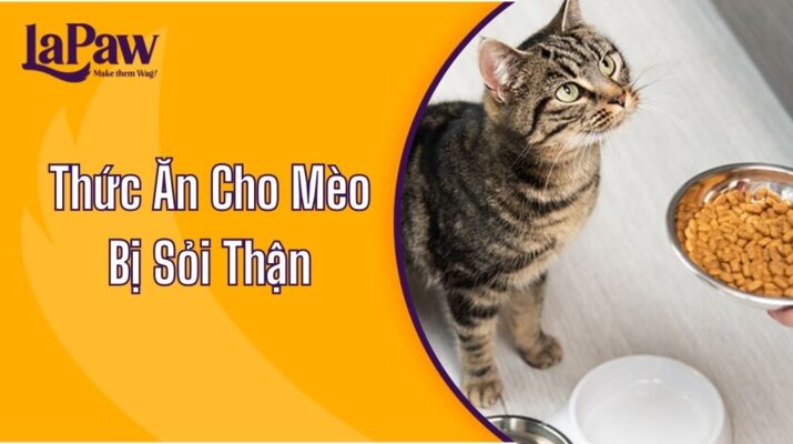 Thức Ăn Cho Mèo Bị Sỏi Thận