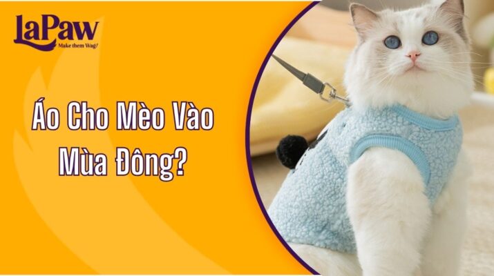 áo cho mèo vào mùa đông