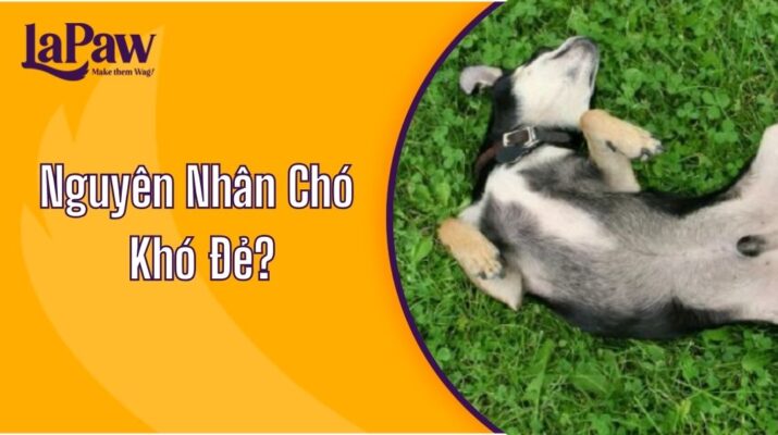 Nguyên Nhân Chó Khó Đẻ?