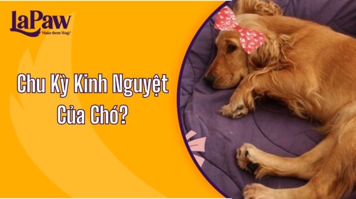 chu kỳ kinh nguyệt của chó