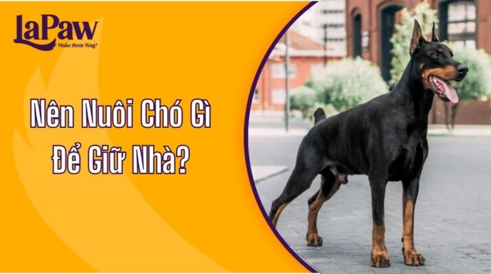 Nên Nuôi Chó Gì Để Giữ Nhà?