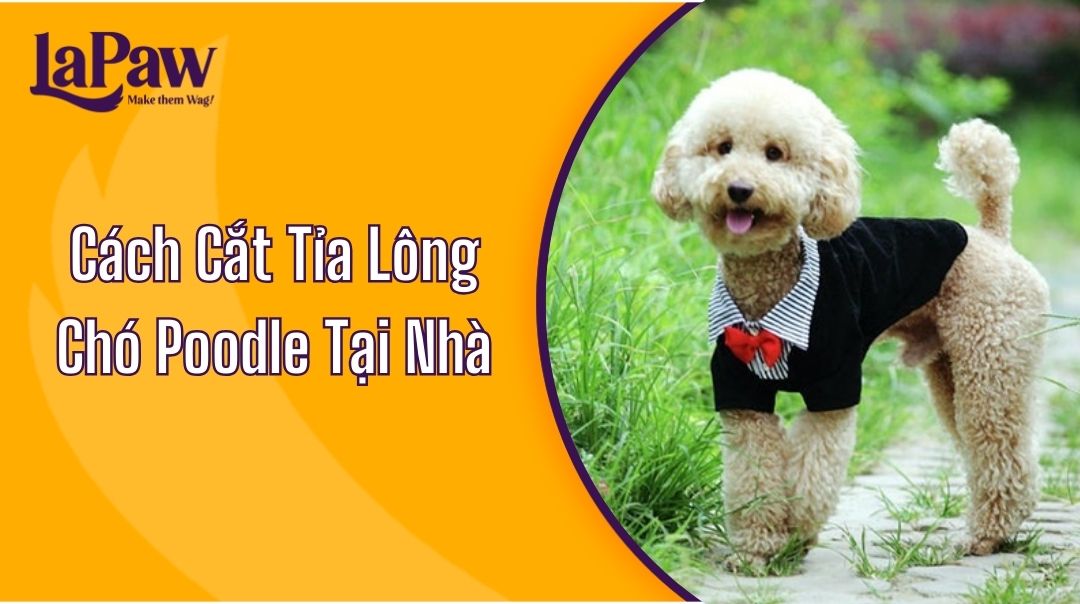 Cách Cắt Tỉa Lông Chó Poodle Tại Nhà?
