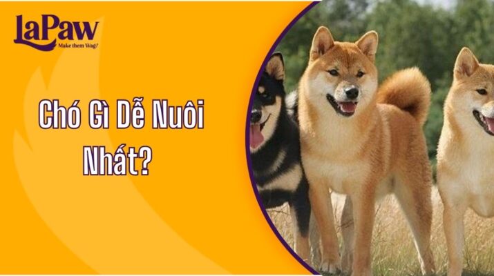 chó gì dễ nuôi nhất?