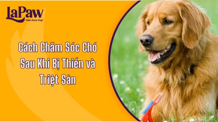 Cách Chăm Sóc Chó Sau Khi Bị Thiến và Triệt Sản