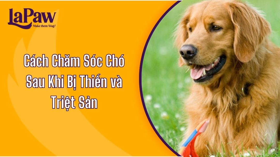 Cách Chăm Sóc Chó Sau Khi Bị Thiến và Triệt Sản