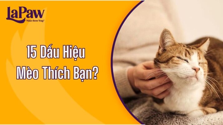 dấu hiệu mèo thích bạn