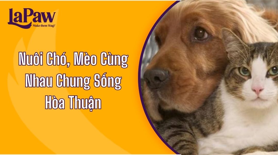 Bí Quyết Nuôi Chó Mèo Cùng Nhau Chung Sống Hòa Thuận