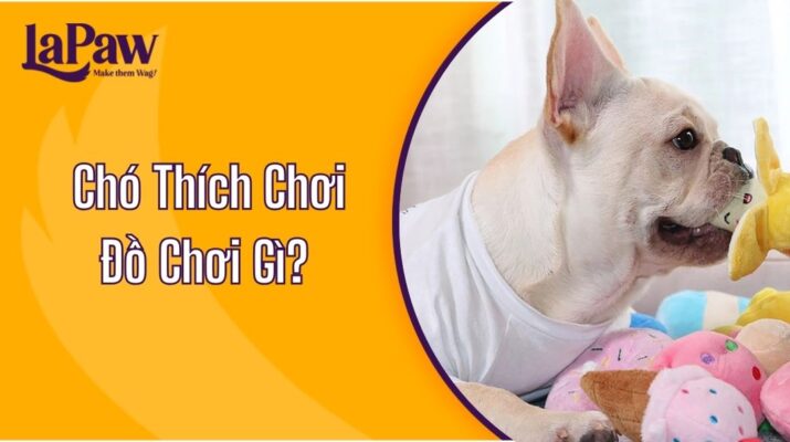 Chó Thích Chơi Đồ Chơi Gì?