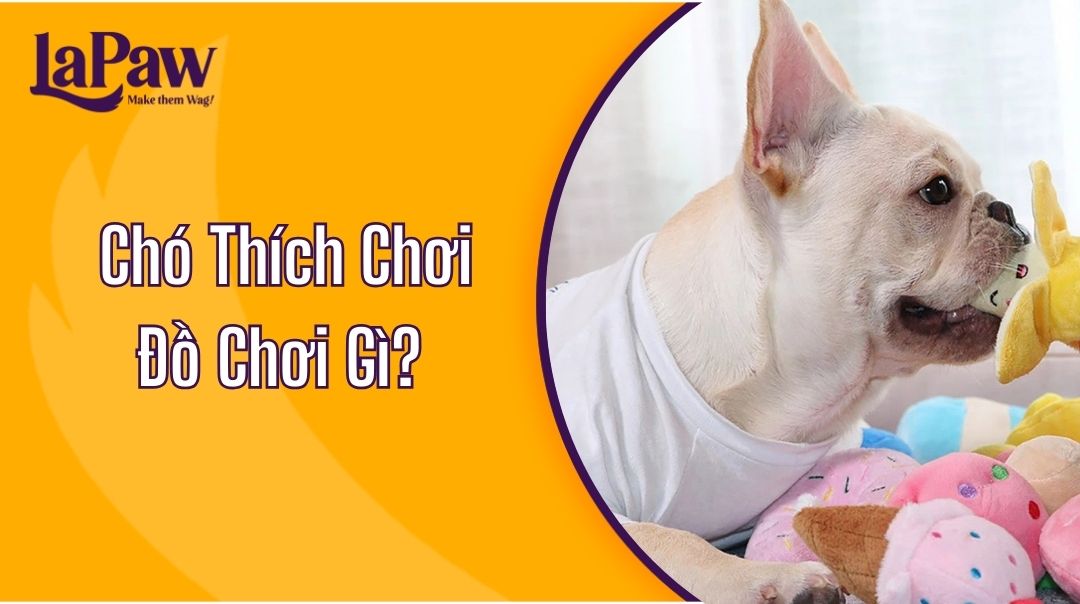 Chó Thích Chơi Đồ Chơi Gì?