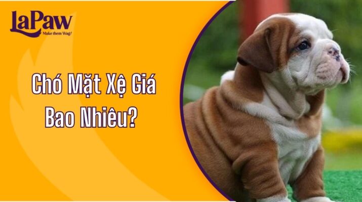 Chó Mặt Xệ Giá Bao Nhiêu?