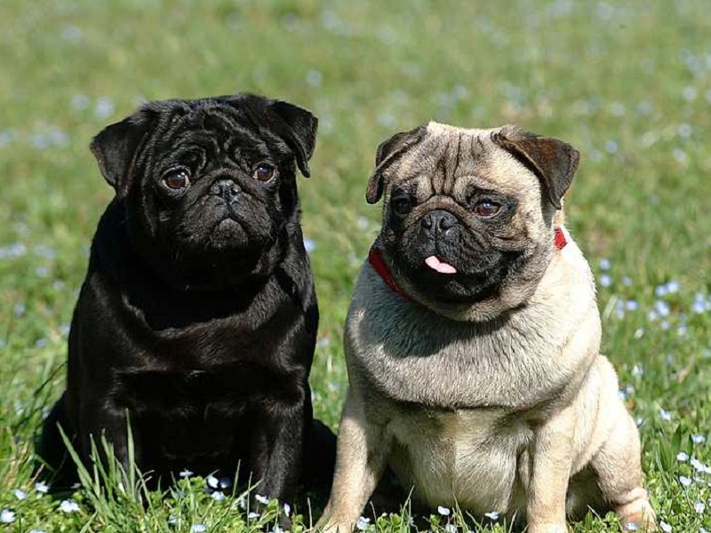 Tại Sao Chó Mặt Xệ Được Yêu Thích?