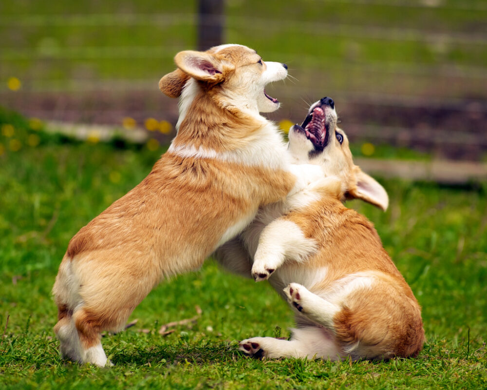 Tính Cách Của Chó