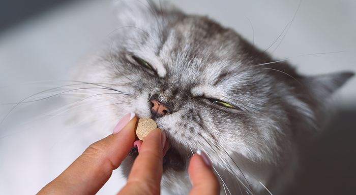 Các Loại Men Tiêu Hóa Phổ Biến Cho Mèo