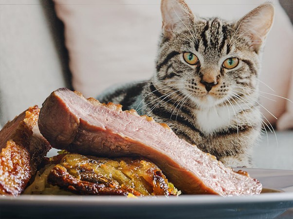Các Loại Thực Phẩm Tương Tự Mèo Có Thể Ăn