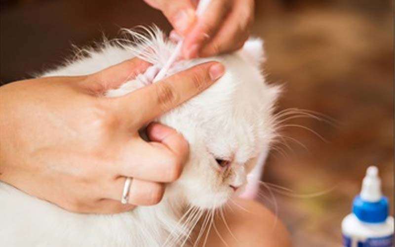 Cách Chẩn Đoán Mèo Bị Viêm Tai