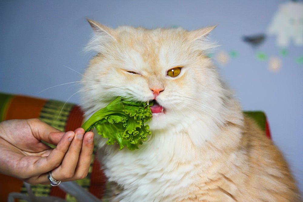 Cách bổ sung canxi cho mèo