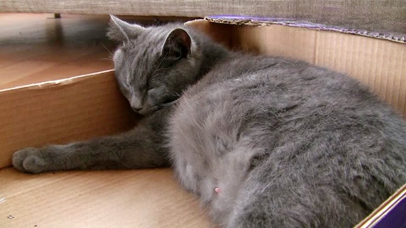 Dấu hiệu mèo sắp đẻ