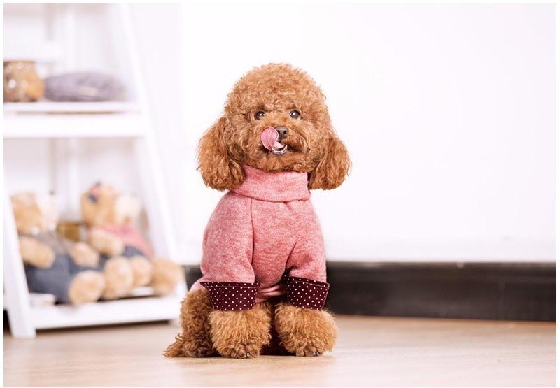 Hướng dẫn chăm sóc lông chó Poodle đúng cách
