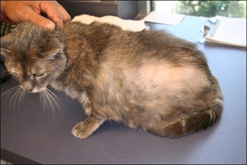 Nguyên nhân gây bệnh nấm mèo ở người