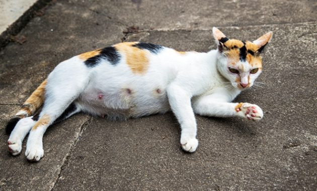 Nhận Biết Dấu Hiệu Mèo Có Bầu?