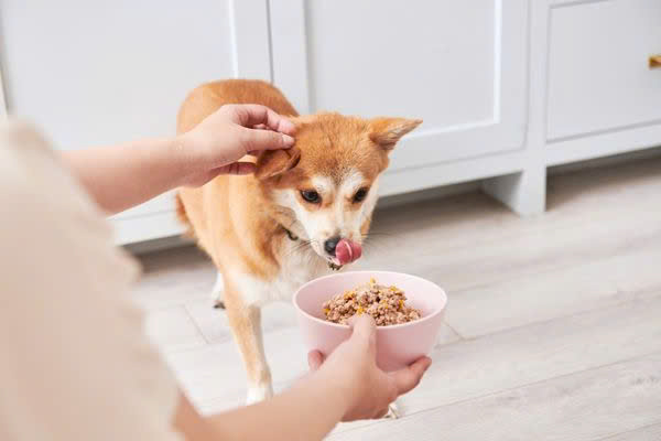 Những Lưu Ý Khi Bổ Sung Thức Ăn Bổ Máu Cho Chó