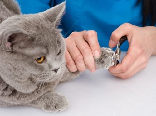 Những Điều Cần Lưu Ý Khi Mèo Nhào Bột