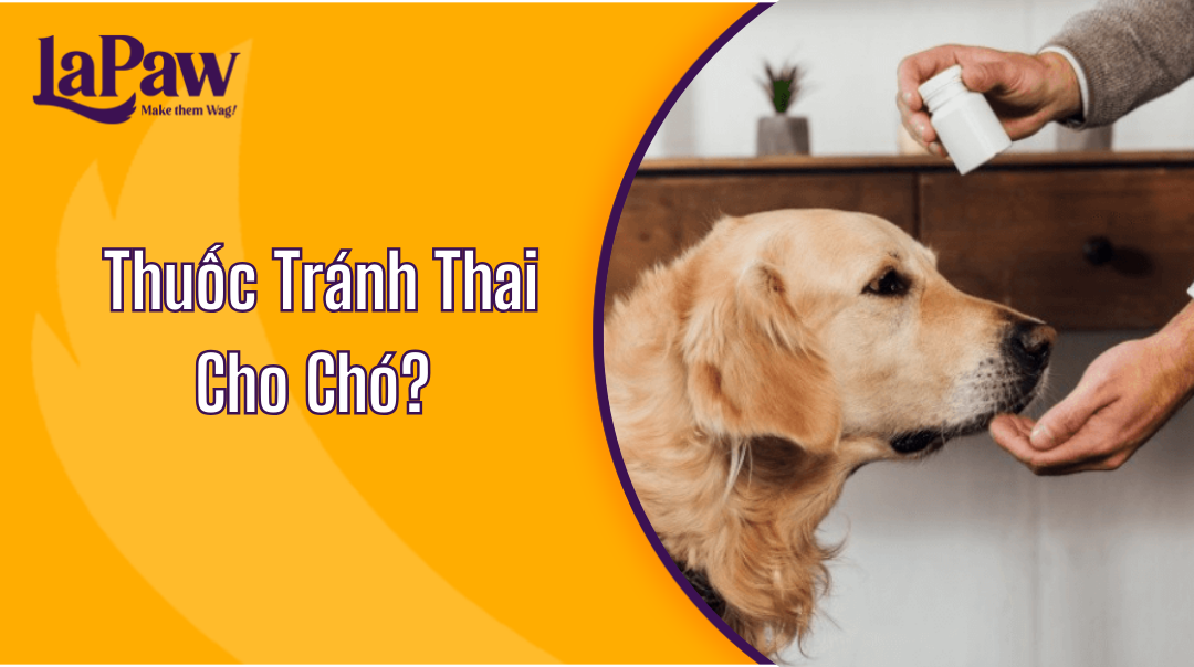 Thuốc Tránh Thai Cho Chó?