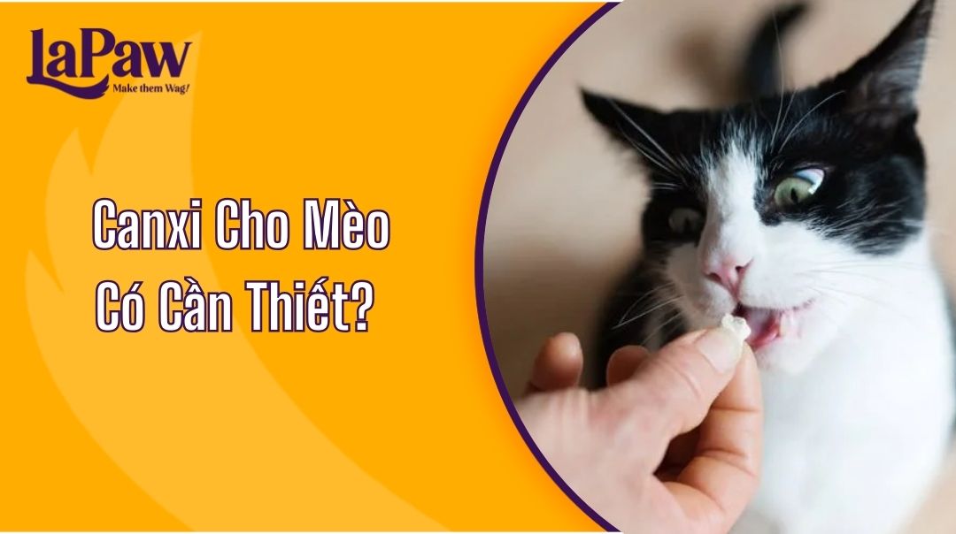 Canxi Cho Mèo Có Cần Thiết?