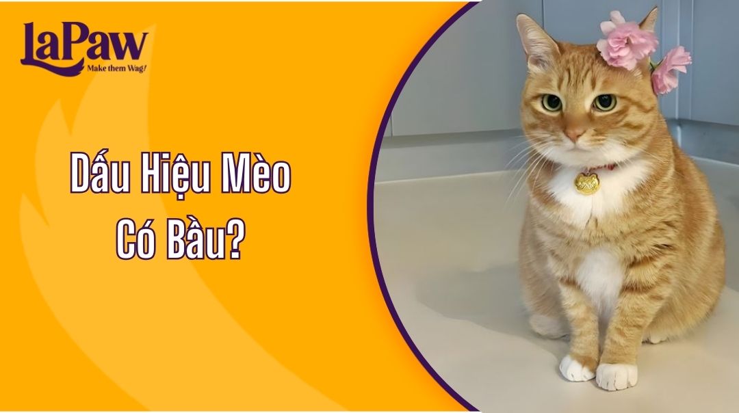 Dấu Hiệu Mèo Có Bầu?