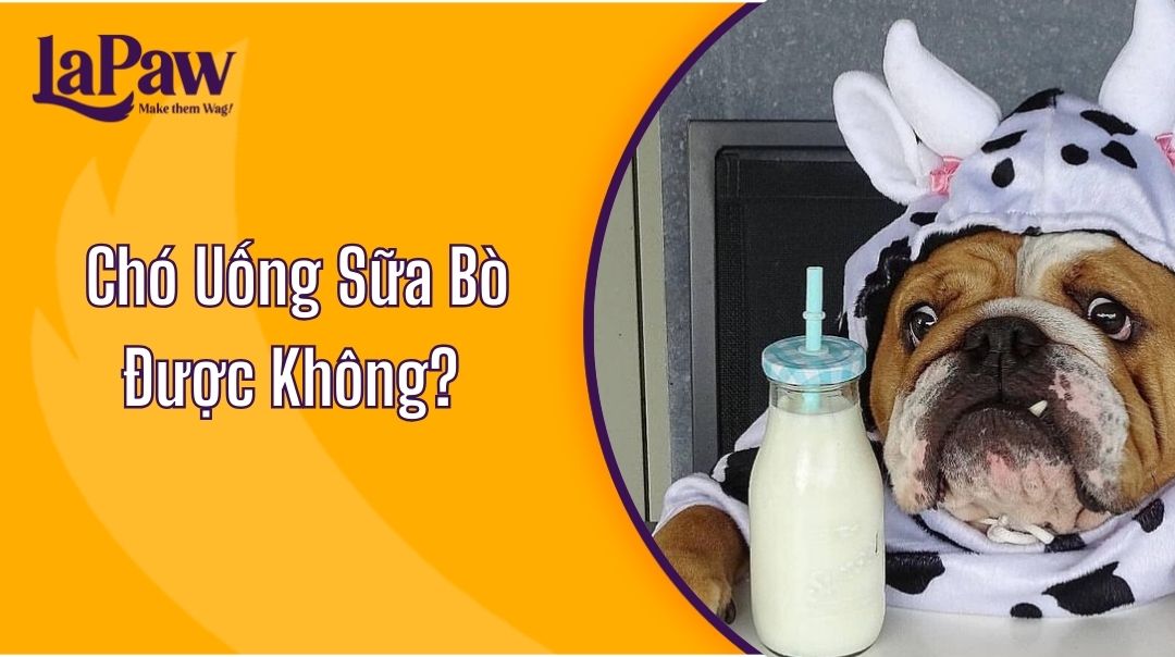 Chó Uống Sữa Bò Được Không?