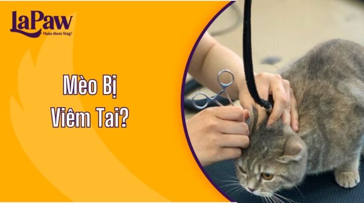 Mèo Bị Viêm Tai?