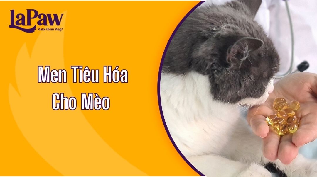 Men Tiêu Hóa Cho Mèo