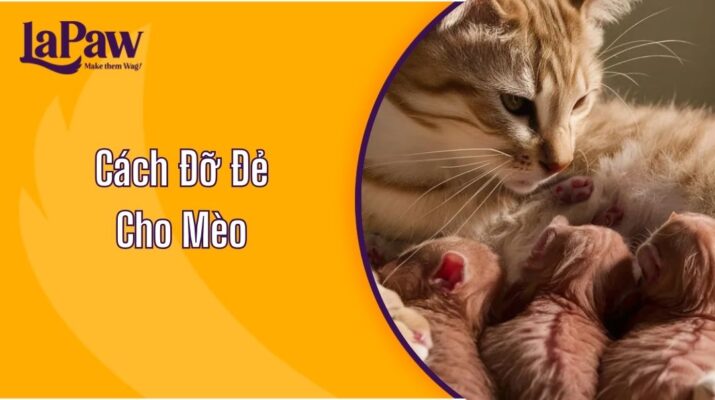 Cách Đỡ Đẻ Cho Mèo