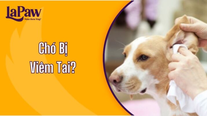 Chó Bị Viêm Tai?