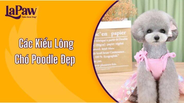 Các Kiểu Lông Chó Poodle Đẹp