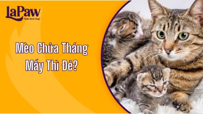 Mèo Chửa Tháng Mấy Thì Đẻ?