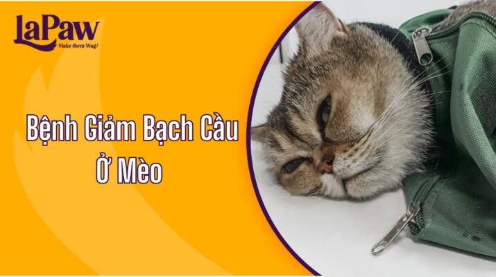 Bệnh Giảm Bạch Cầu Ở Mèo
