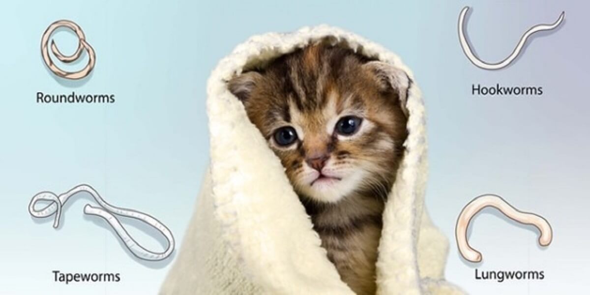 Tại Sao Phải Tẩy Giun Cho Mèo?