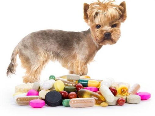 Thuốc tránh thai cho chó là gì?