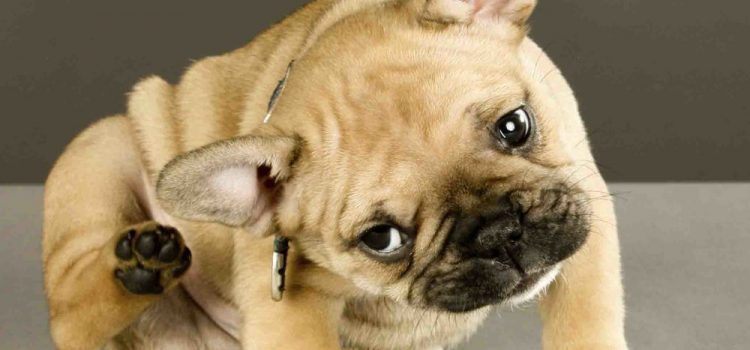 Triệu Chứng Chó Bị Viêm Tai